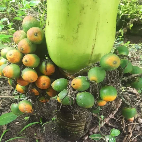 Vtlah_2_Vittal_Hybrid_2_Arecanut_Betel_Nut_Hybrid_Dwarf_Plants_Tree_1_5