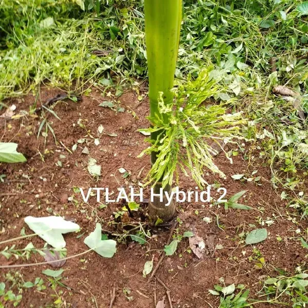 Vtlah_2_Vittal_Hybrid_2_Arecanut_Betel_Nut_Hybrid_Dwarf_Plants_Tree_1_5