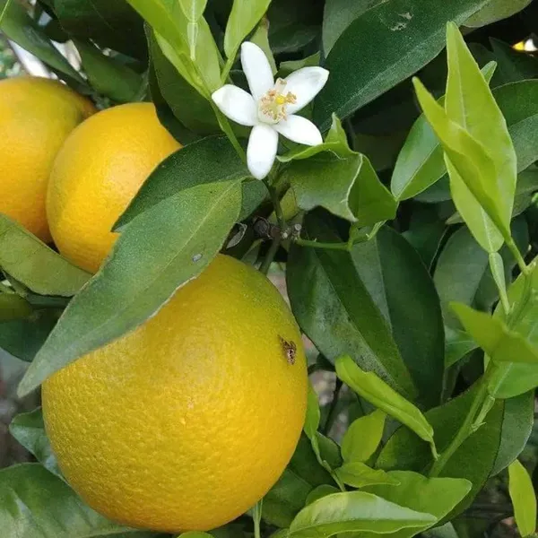 Misoriyo_All_Time_Malta_Mosambi_Grafted_Fruit_Plants_Tree_1_2_Feet_Size