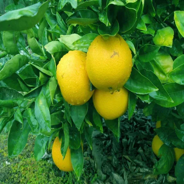 Misoriyo_All_Time_Malta_Mosambi_Grafted_Fruit_Plants_Tree_1_2_Feet_Size