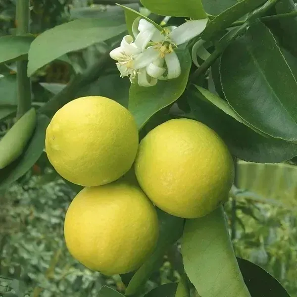Misoriyo_All_Time_Malta_Mosambi_Grafted_Fruit_Plants_Tree_1_2_Feet_Size