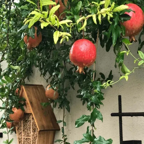 Granada_Pomegranate_Fruit_Air_Layering_Grafted_Anar_Plants_Tree_1_5_3_F