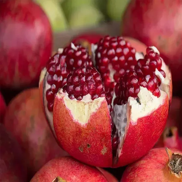 Granada_Pomegranate_Fruit_Air_Layering_Grafted_Anar_Plants_Tree_1_5_3_F