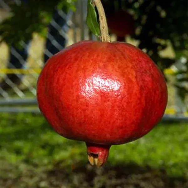 Granada_Pomegranate_Fruit_Air_Layering_Grafted_Anar_Plants_Tree_1_5_3_F
