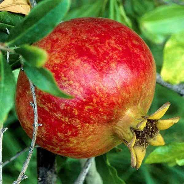 Granada_Pomegranate_Fruit_Air_Layering_Grafted_Anar_Plants_Tree_1_5_3_F