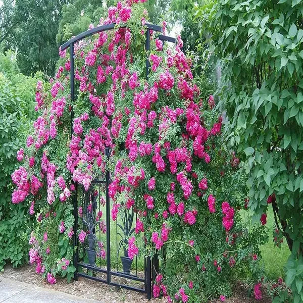 Pink_Climbing_Rose_Fragrant_Flower_Plants_Tree_1_2_Feet_Size