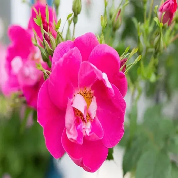 Pink_Climbing_Rose_Fragrant_Flower_Plants_Tree_1_2_Feet_Size