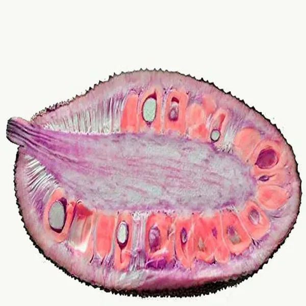 Thai_Pink_All_Season_Jackfruit_Varikka_Katahal_Panasa_Chakka_Grafted_Fruit