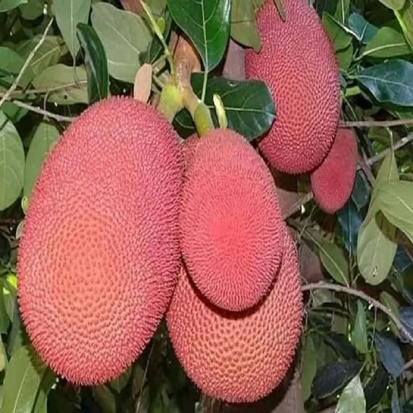 Thai_Pink_All_Season_Jackfruit_Varikka_Katahal_Panasa_Chakka_Grafted_Fruit