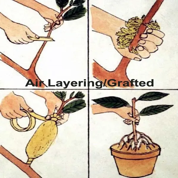 Mixed_Color_Wax_Apple_Water_Apple_Java_Apple_Fruit_Air_Layering_Grafted_P