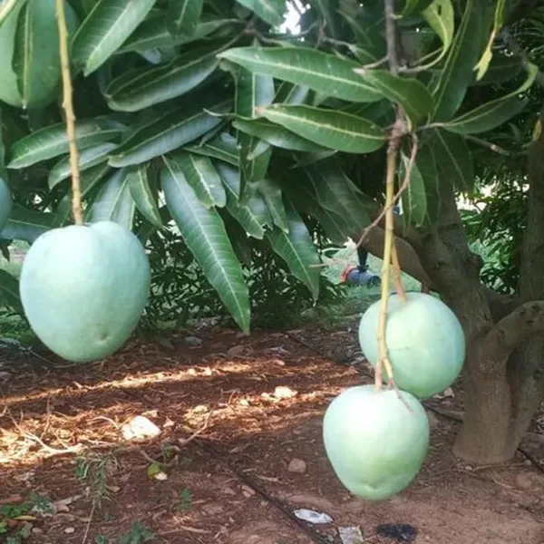 Malgova_Mulgoba_Mango_Grafted_Aam_Fruit_Plants_Tree_1_5_3_Feet_Size