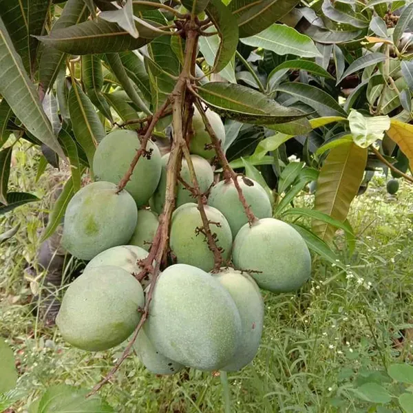 Malgova_Mulgoba_Mango_Grafted_Aam_Fruit_Plants_Tree_1_5_3_Feet_Size