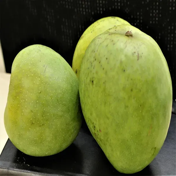 Malgova_Mulgoba_Mango_Grafted_Aam_Fruit_Plants_Tree_1_5_3_Feet_Size