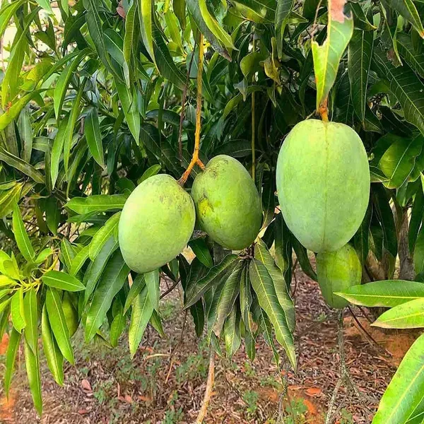 Malgova_Mulgoba_Mango_Grafted_Aam_Fruit_Plants_Tree_1_5_3_Feet_Size