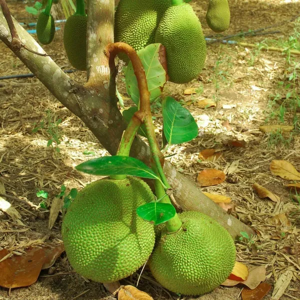 Thai_All_Time_Jackfruit_Varikka_Katahal_Panasa_Chakka_Grafted_Fruit_Plants