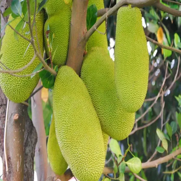Thai_All_Time_Jackfruit_Varikka_Katahal_Panasa_Chakka_Grafted_Fruit_Plants