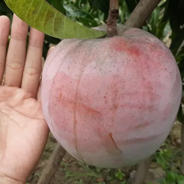 R2e2_Mango_Grafted_Aam_Fruit_Plants_Tree_1_5_3_Feet_Size