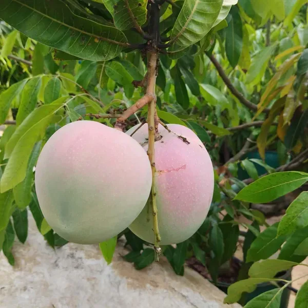 R2e2_Mango_Grafted_Aam_Fruit_Plants_Tree_1_5_3_Feet_Size