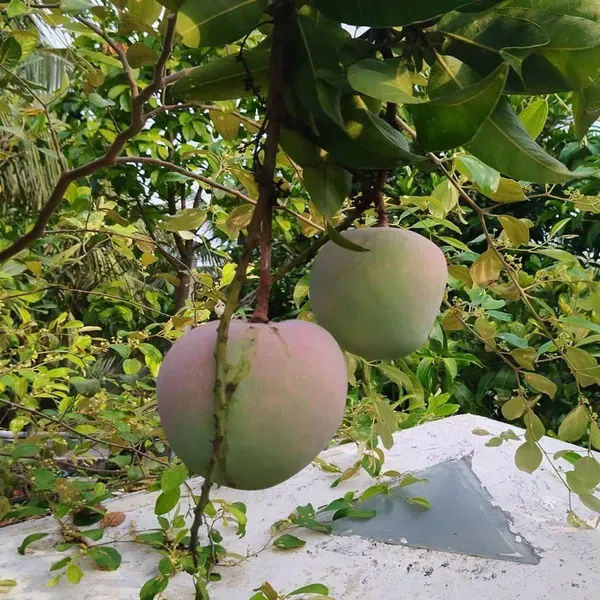 R2e2_Mango_Grafted_Aam_Fruit_Plants_Tree_1_5_3_Feet_Size