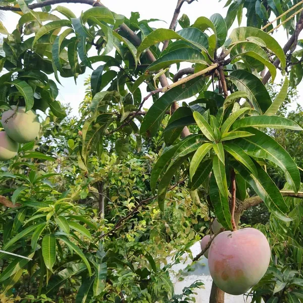 R2e2_Mango_Grafted_Aam_Fruit_Plants_Tree_1_5_3_Feet_Size