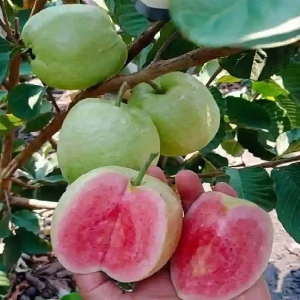 Taiwan_Pink_Guava_Amrood_Fruit_Air_Layering_Grafted_Plants_Tree_1_5_3_F