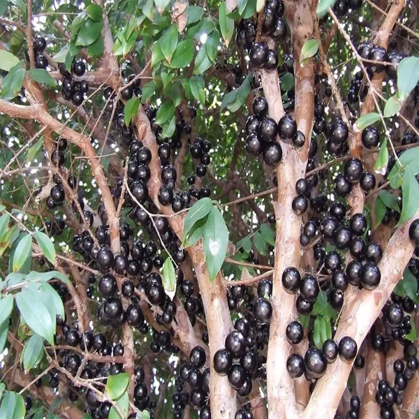 Jabuticaba_Sabara_Fruit_Plants_Tree_1_5_3_Feet_Size