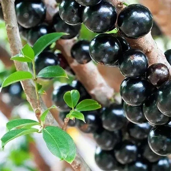Jabuticaba_Sabara_Fruit_Plants_Tree_1_5_3_Feet_Size