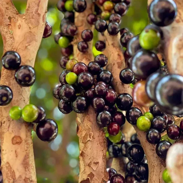 Jabuticaba_Sabara_Fruit_Plants_Tree_1_5_3_Feet_Size