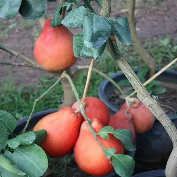 Red_Pomelo_Grapefruit_Jambura_Gaint_Chakotra_Batabi_Lebu_Kambili_Naranga_Fr
