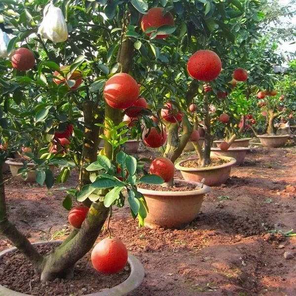 Red_Pomelo_Grapefruit_Jambura_Gaint_Chakotra_Batabi_Lebu_Kambili_Naranga_Fr