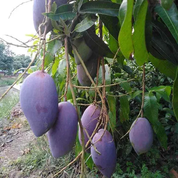 Nam_Dok_Mai_Si_Mueng_Purple_Mango_Grafted_Aam_Fruit_Plants_Tree_1_5_3_Fe