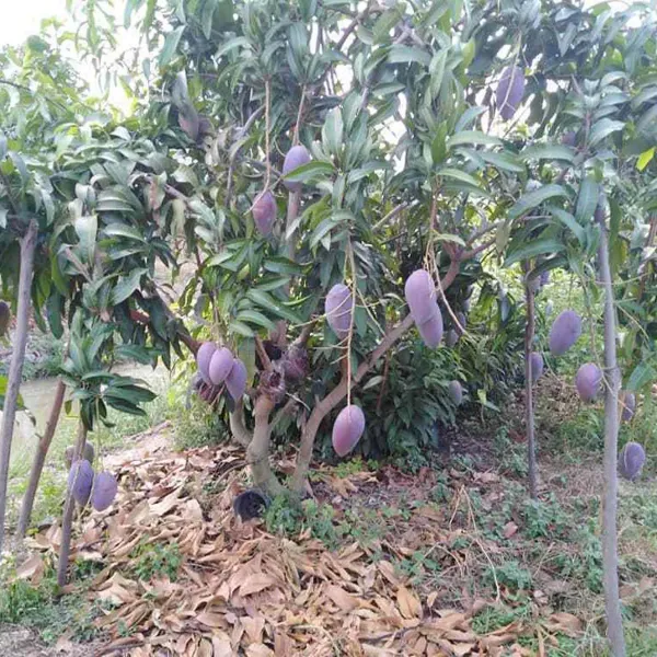 Nam_Dok_Mai_Si_Mueng_Purple_Mango_Grafted_Aam_Fruit_Plants_Tree_1_5_3_Fe
