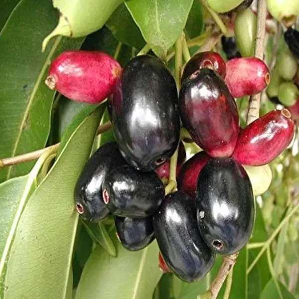 Thai_Kg_10_Black_Jamun_Jambolan_Jam_Grafted_Fruit_Plants_Tree_1_5_3_Feet