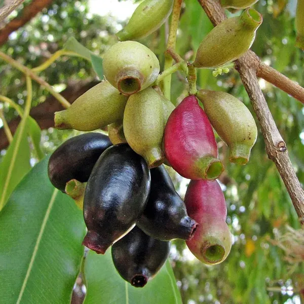 Thai_Kg_10_Black_Jamun_Jambolan_Jam_Grafted_Fruit_Plants_Tree_1_5_3_Feet