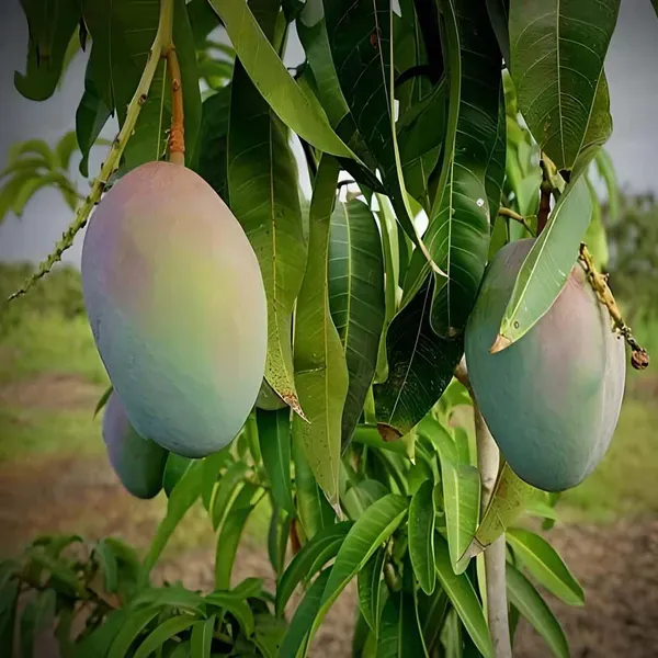 Pusa_Arunima_Mango_Grafted_Aam_Fruit_Plants_Tree_1_5_3_Feet_Size