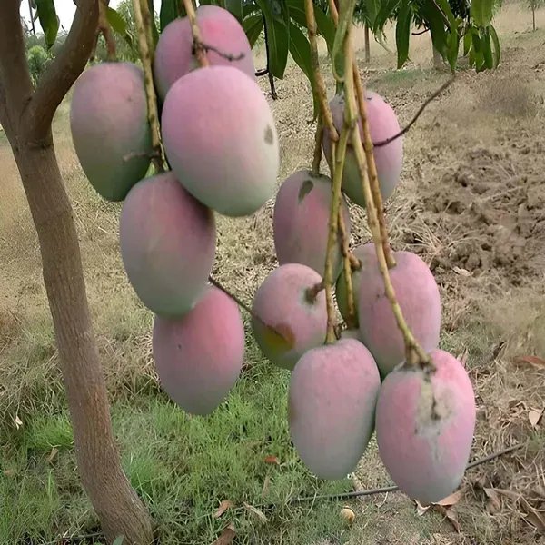 Pusa_Arunima_Mango_Grafted_Aam_Fruit_Plants_Tree_1_5_3_Feet_Size