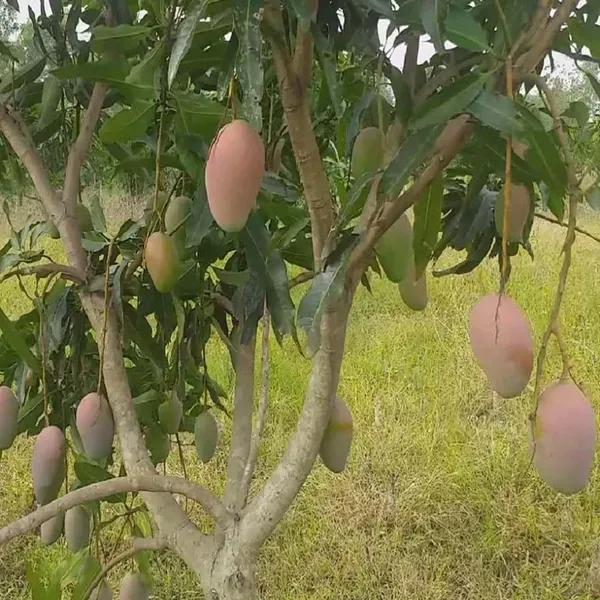 Pusa_Arunima_Mango_Grafted_Aam_Fruit_Plants_Tree_1_5_3_Feet_Size