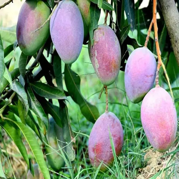 Pusa_Arunima_Mango_Grafted_Aam_Fruit_Plants_Tree_1_5_3_Feet_Size