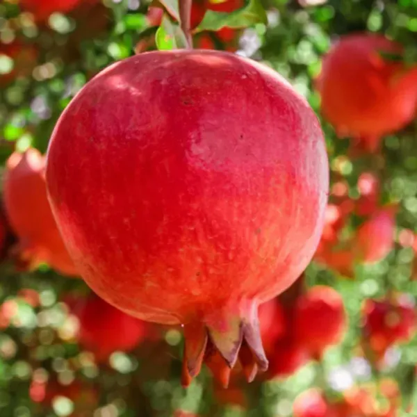 Pomegranate_Hybrid_Fruit_Air_Layering_Grafted_Plants_Tree_1_5_3_Feet_Siz