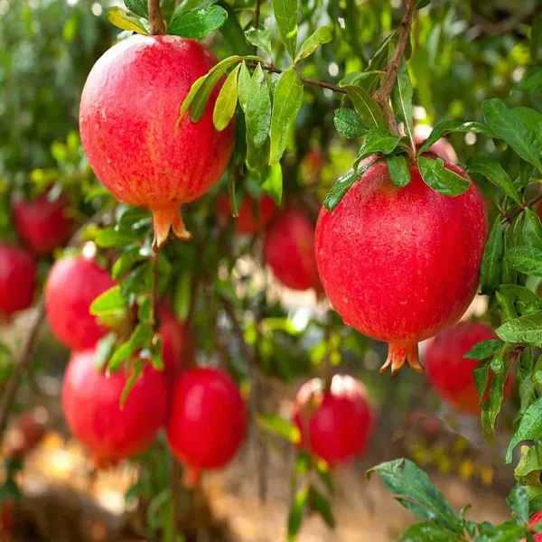 Pomegranate_Hybrid_Fruit_Air_Layering_Grafted_Plants_Tree_1_5_3_Feet_Siz