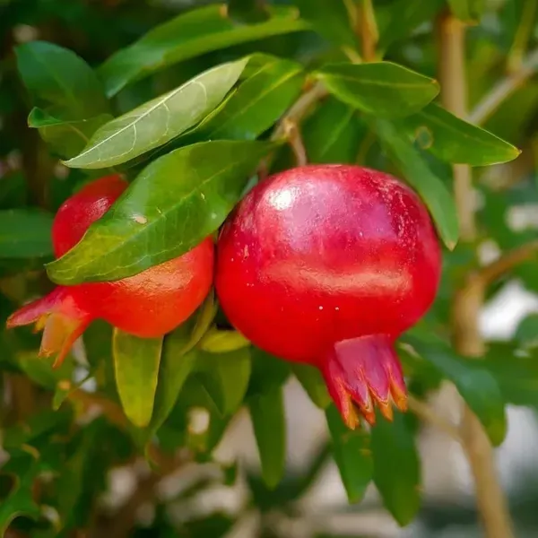 Pomegranate_Hybrid_Fruit_Air_Layering_Grafted_Plants_Tree_1_5_3_Feet_Siz