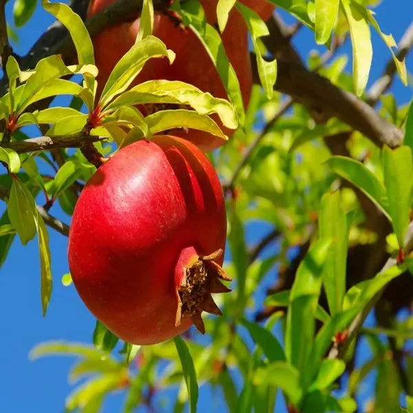 Pomegranate_Hybrid_Fruit_Air_Layering_Grafted_Plants_Tree_1_5_3_Feet_Siz