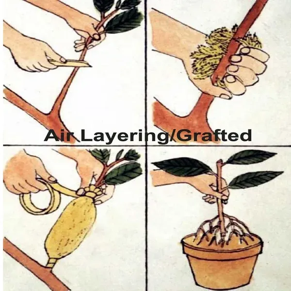 Pomegranate_Hybrid_Fruit_Air_Layering_Grafted_Plants_Tree_1_5_3_Feet_Siz