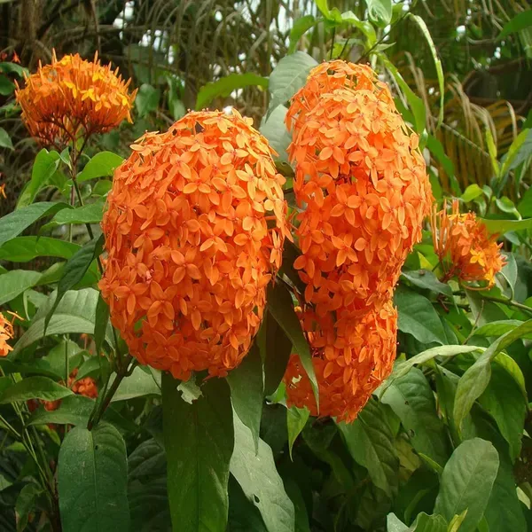 Orange_Colour_Ixora_Rukmini_Rangan_Flower_Plants_Tree_1_2_Feet_Size