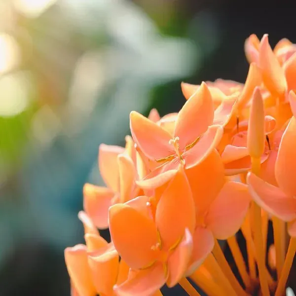 Orange_Colour_Ixora_Rukmini_Rangan_Flower_Plants_Tree_1_2_Feet_Size