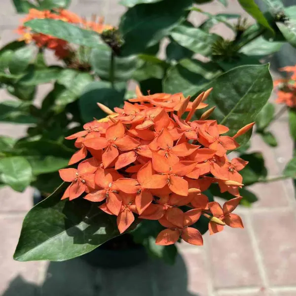 Orange_Colour_Ixora_Rukmini_Rangan_Flower_Plants_Tree_1_2_Feet_Size