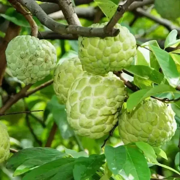 Balanagar_Green_Custard_Apple_Sitafal_Ata_Variety_Sugar_Apple_Fruit_Grafted