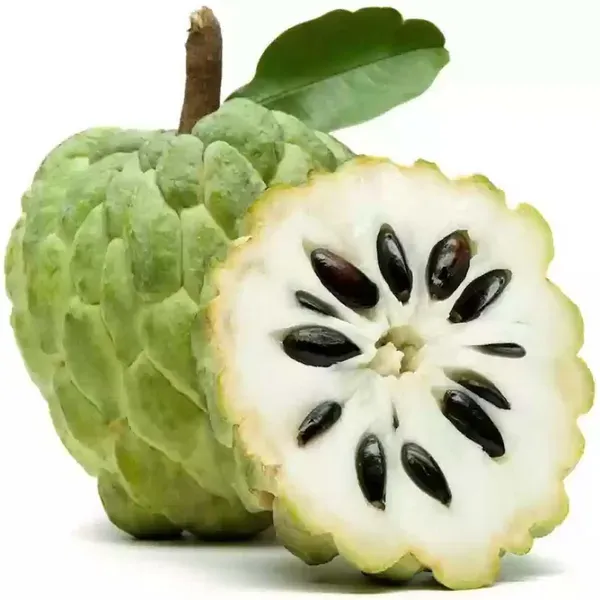 Balanagar_Green_Custard_Apple_Sitafal_Ata_Variety_Sugar_Apple_Fruit_Grafted