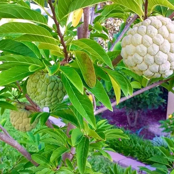 Balanagar_Green_Custard_Apple_Sitafal_Ata_Variety_Sugar_Apple_Fruit_Grafted