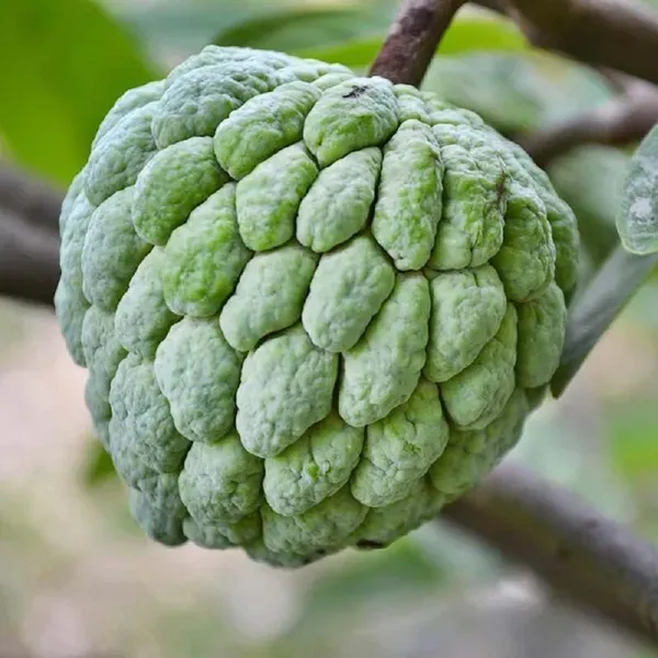 Balanagar_Green_Custard_Apple_Sitafal_Ata_Variety_Sugar_Apple_Fruit_Grafted